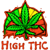 Hight THC